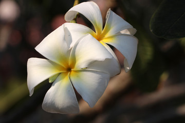 White and yellow color of frangipani flowers and green background. Plumeria grown as cosmopolitan ornamentals.