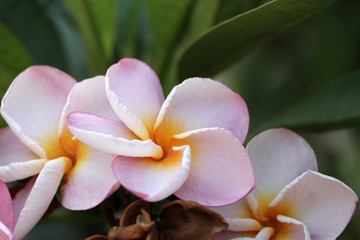 Pink and white color of frangipani flowers and green background. Plumeria grown as cosmopolitan ornamentals.