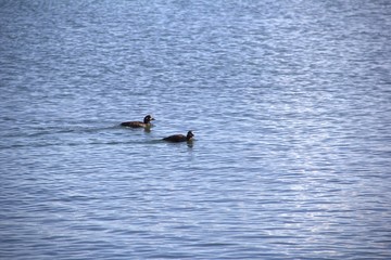 ducks on lake