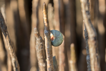 The salt marsh periwinkle snail (Littoraria irrorate) on the air roots of black mangroves...
