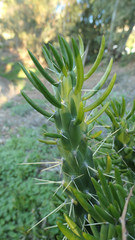 Cholla cactus on Rural February morning