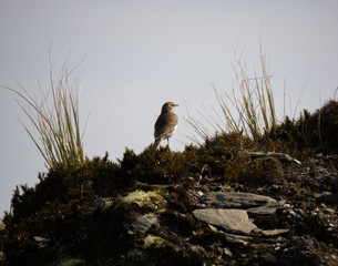 Small Mountain bird on sky line with rocks and grass surrounding it looking around alert