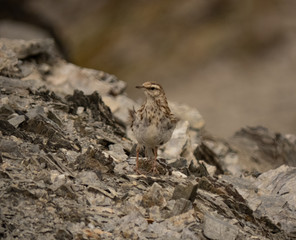 Mountain Bird surrounded by rocks looks around alert