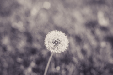 Beautiful dandelion with bokeh in black and white