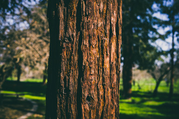 Beautiful tree with colorful bokeh at the Japanese Friendship Garden in San Jose California