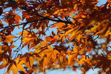 Autumn Leaves (CA 07788)