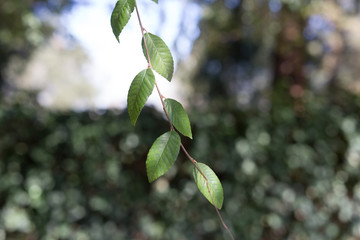 Beautiful green leaves with colorful bokeh