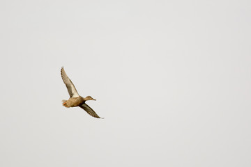 Northern shoveler duck female hen flying .