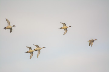 Three Pintail ducks flying in a line.
