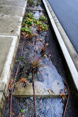 Sidewalk planter with heavy rain runoff, irrigation hoses and plants