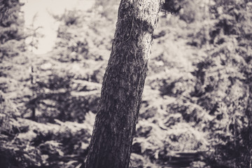 Fototapeta premium Beautiful tree with bokeh at the Japanese Friendship Garden in San Jose California in black and white