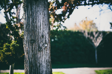 Obraz premium Beautiful tree with colorful bokeh at the Japanese Friendship Garden in San Jose California