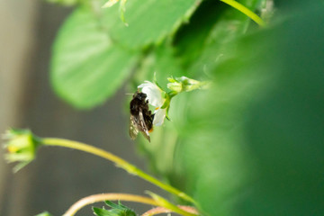 蜜を吸うミツバチ