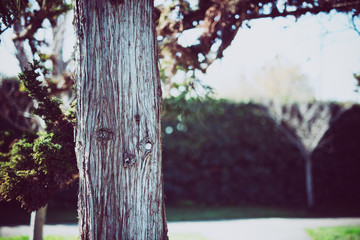Beautiful tree with colorful bokeh at the Japanese Friendship Garden in San Jose California