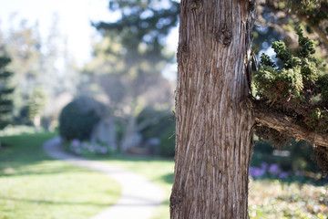 Beautiful tree with colorful bokeh at the Japanese Friendship Garden in San Jose California