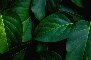 Fototapeta premium closeup nature view of green leaf in garden, dark wallpaper concept, nature background, tropical leaf