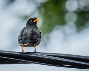 Javan Myna shot at Malacca Malaysia
