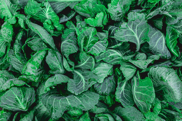 closeup nature view of Cabbage in garden, dark wallpaper concept, nature background, tropical green leaf
