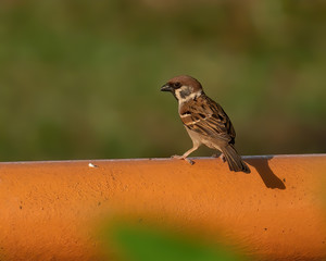 Eurasian Tree Sparrow shot at Malacca Malaysia