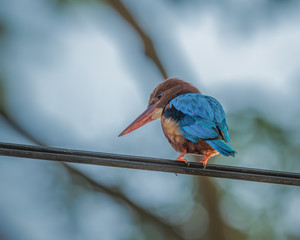 White throated Kingfisher shot at Malacca Malaysia