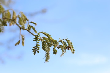 Thin Leafy Branch