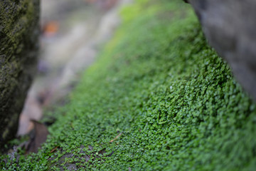 Obraz premium Beautiful green clovers with bokeh