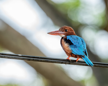 White Throated Kingfisher Shot At Malacca Malaysia