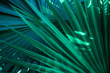 abstract palm leaf textures on dark blue tone, natural green background