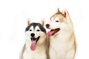 Couple of Siberian Huskies smiling with white background. Two lover of happiness dogs portrait.