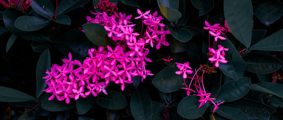 Ixora flowers (Whitish pink Ixora) that naturally form a symbol of heart or love. Natural...