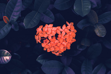 Ixora flowers (Ixora coccinea) that naturally form a symbol of heart or love. Natural background for Valentine's Day celebrations or as a sign of love for a lover or family.
