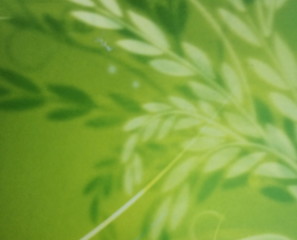 Green rice grain background texture