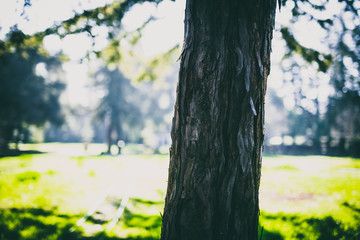 Beautiful tree with colorful bokeh at the Japanese Friendship Garden in San Jose California