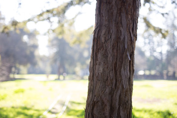 Obraz premium Beautiful tree with colorful bokeh at the Japanese Friendship Garden in San Jose California