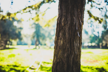 Beautiful tree with colorful bokeh at the Japanese Friendship Garden in San Jose California