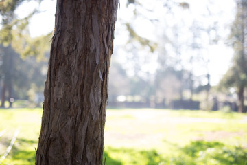Fototapeta premium Beautiful tree with colorful bokeh at the Japanese Friendship Garden in San Jose California