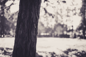 Beautiful tree with bokeh at the Japanese Friendship Garden in San Jose California in black and...