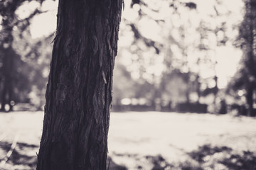 Fototapeta na wymiar Beautiful tree with bokeh at the Japanese Friendship Garden in San Jose California in black and white