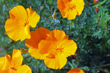 California Poppy (CA 07180)