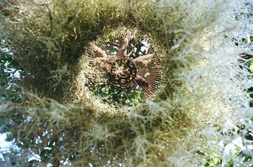 Spanish Moss, Grandpas Beard isolated on the tree