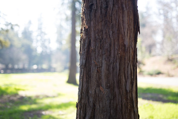 Beautiful tree with colorful bokeh at the Japanese Friendship Garden in San Jose California