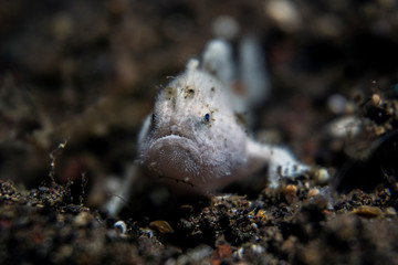 Baby frog fish looks mysteriously at the camera.