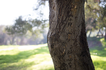 Beautiful tree with colorful bokeh at the Japanese Friendship Garden in San Jose California