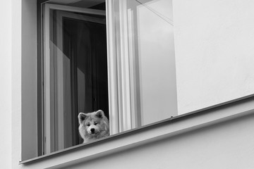 Dog Lookin Out Of A Window