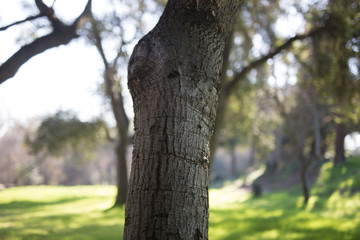 Obraz premium Beautiful tree with colorful bokeh at the Japanese Friendship Garden in San Jose California