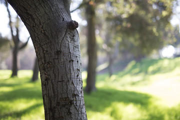 Fototapeta premium Beautiful tree with colorful bokeh at the Japanese Friendship Garden in San Jose California