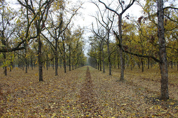 Pecan Orchard in the Fall (CA 07282)