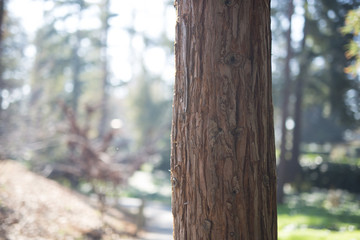 Beautiful tree with colorful bokeh at the Japanese Friendship Garden in San Jose California
