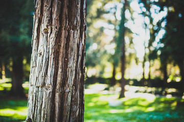 Beautiful tree with colorful bokeh at the Japanese Friendship Garden in San Jose California