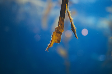 Beautiful kelp with bokeh at Monterrey Bay Aquarium